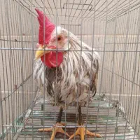 خروس محلی|حیوانات مزرعه|رباط‌کریم, کاظم‌آباد|دیوار