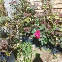 نهال گل محمدی