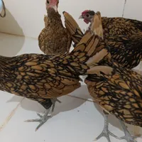 مرغوخروس نیمچه 4ماهه بالغ پولک منظم فوقلاده|حیوانات مزرعه|کرمانشاه, |دیوار