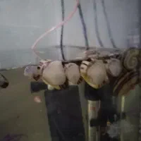 150تاحلزون رامشورن و 30تا کلمبیایی  فروش یا معاوضه|ماهی|ری, علایین|دیوار