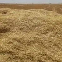 کاه گندم