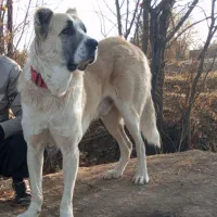 واگذاری سرابی