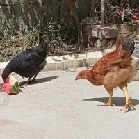جوجه مرغ خروس