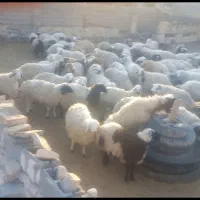 بره نر ۳۵ کیلو چاق
