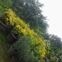 فروش فوری شمشادطلایی|گل و گیاه طبیعی|نشتارود, |دیوار