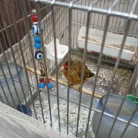 سره قناری|پرنده|ری, سرتخت|دیوار