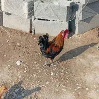 مرغ تخم گذار  وخروس محلی