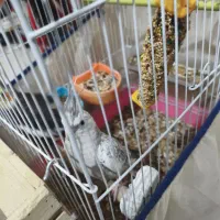 عروس هلندی جفت با قفس