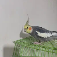 یه طوقی سرخ ماده کمرنگه