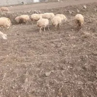 گوسفند‌مغانی‌‌ دامازدوق|حیوانات مزرعه|مشگین شهر, |دیوار