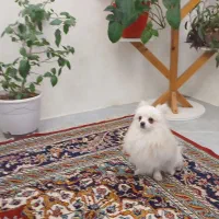 سک پامرین عروسکی