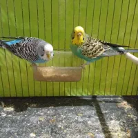 مرغ عشق ماده