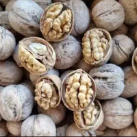 گردو ایرانی