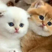 گربه بریتیش اسکاتیش سیلور و گلد