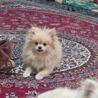 پامرانین نباتی