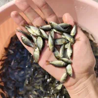 کپور نژاد تاتا مجارستانی آمور (کپور علف‌خوار)|ماهی|اصفهان, ملاصدرا|دیوار