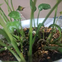 کمک اشپز خانم