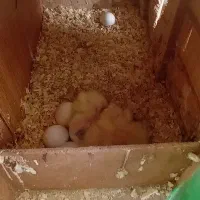 طوطی عروس هلندی