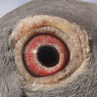 ماده پلاکی پرینت دار|پرنده|الشتر, |دیوار