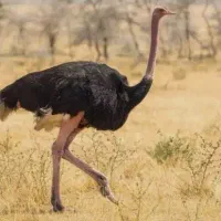 استخدام کارگر مزرعه پرورش شترمرغ