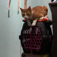 باکس و ظرف خاک گربه