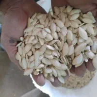 تخمه کدو T19|خوردنی و آشامیدنی|ورامین, ورامین|دیوار