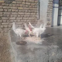 مرغ