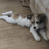 پودل تریر سفید قهوه ای