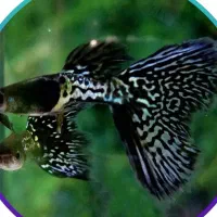 ماهی گوپی بلک متال