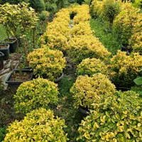 تولید و عرضه انواع و گیاه|خدمات باغبانی و درختکاری|کلاردشت, |دیوار