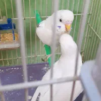 جفت مرغ با پنج تا جوجه|پرنده|مشهد, امیر|دیوار