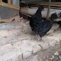 مرغ لهستانی