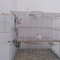 یک جفت فنج نرگسی