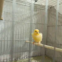 قناری ماده آماده جفتگیری