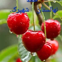 درخت آلبالو