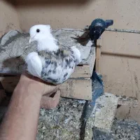 طوقی|پرنده|رباط‌کریم, مسکن مهر آبشناسان|دیوار