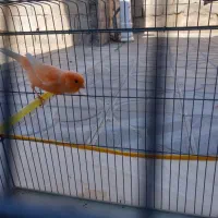 فروش قناری جفت شده|پرنده|داراب, |دیوار