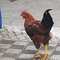 فروش یک عدد خروس واردک جوان