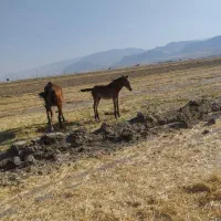 اسب مادیون با کره پنج ماهه نریون|اسب و تجهیزات اسب‌سواری|سیلاخور, |دیوار