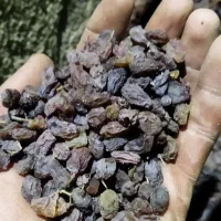 کشمش درجه یک بونات