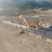 دو عدد بز گله داری به فروش میرسد|حیوانات مزرعه|بازفت, |دیوار