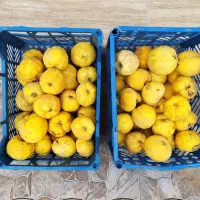 میوه به بومی