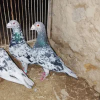 کبوتر