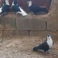 فروشی کفتر رنگی|پرنده|سراوان, |دیوار