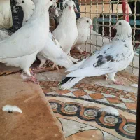 چند جفت کفتر