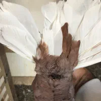 کفتر کبوتر بهبهانی|پرنده|شیراز, تندگویان|دیوار