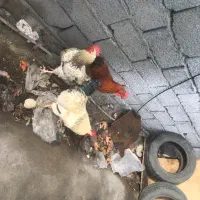 خروس|حیوانات مزرعه|فردوسیه, |دیوار