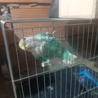 طوطی برزیلی ماده|پرنده|نکا, |دیوار