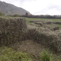 یونجه