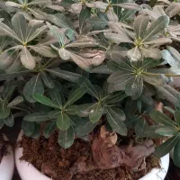 گل میخک وسانسوریا|گل و گیاه طبیعی|مشهد, گلشور|دیوار